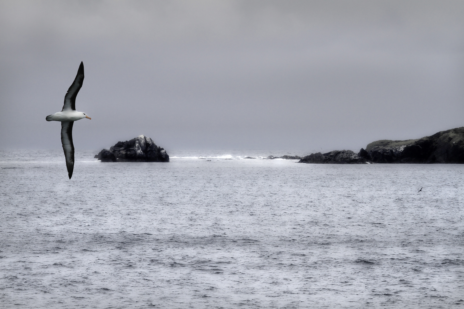 Kap Hoorn mit Albatros