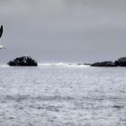 Kap Hoorn mit Albatros