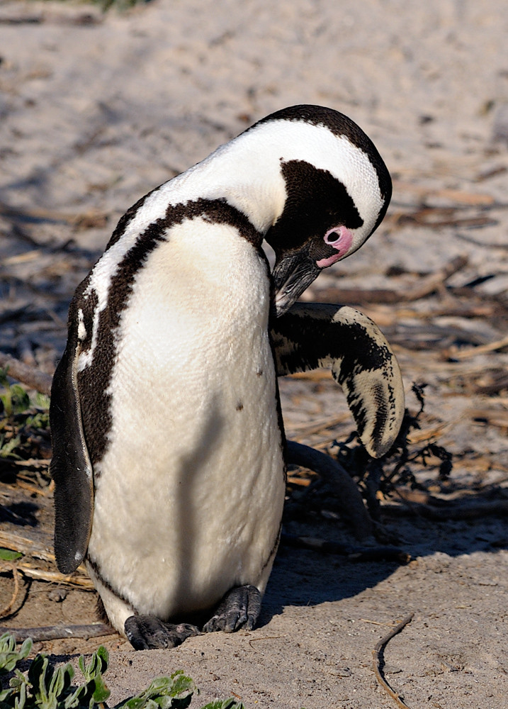 Kap-Pinguine