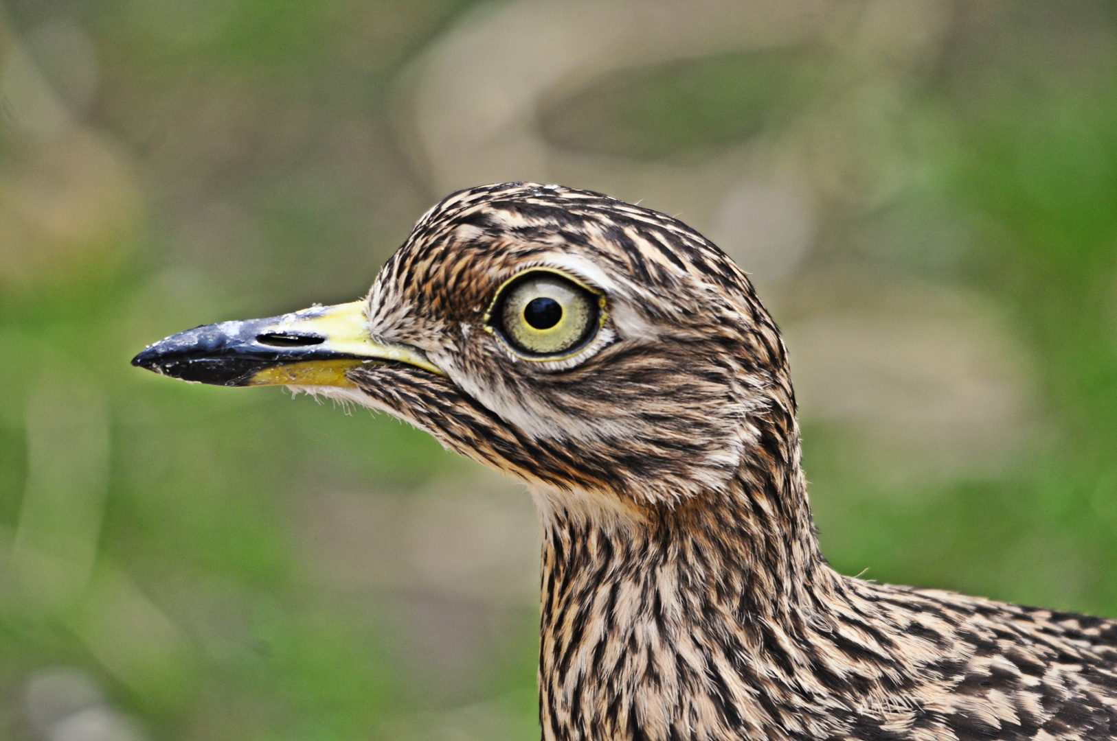 Kap - Triel Burhinus capensis