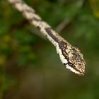 Kap-Vogelnatter - Twig snake (Thelotornis capensis)