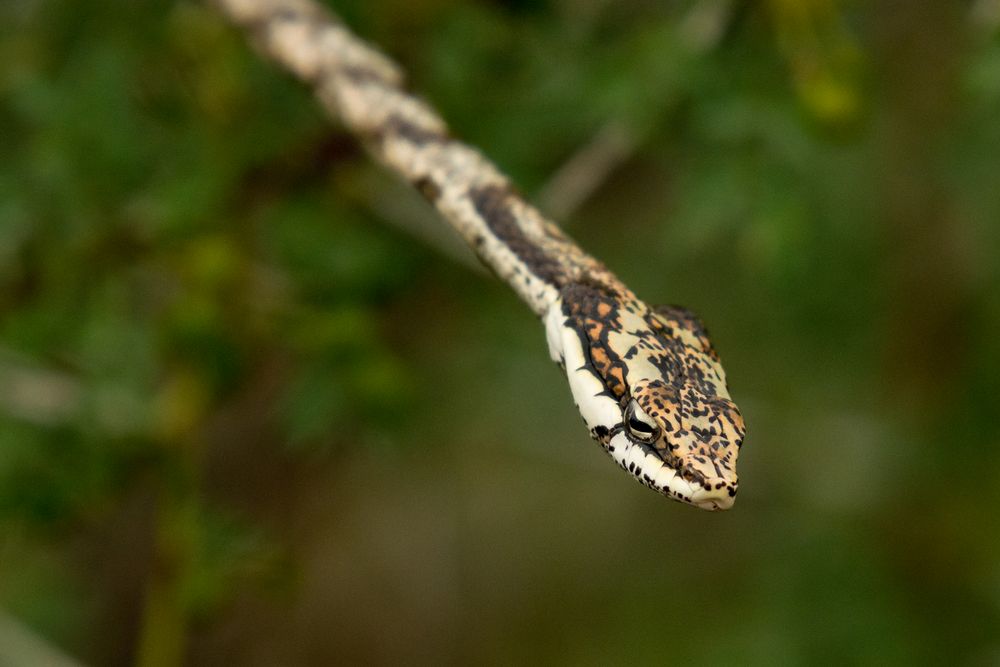 Kap-Vogelnatter - Twig snake (Thelotornis capensis)