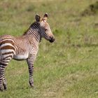 Kap Zebra