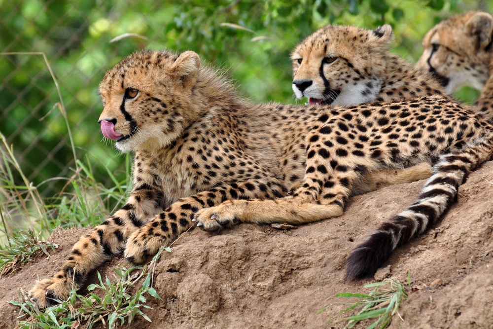 Kapama Game Lodge – Geparden Jungtiere