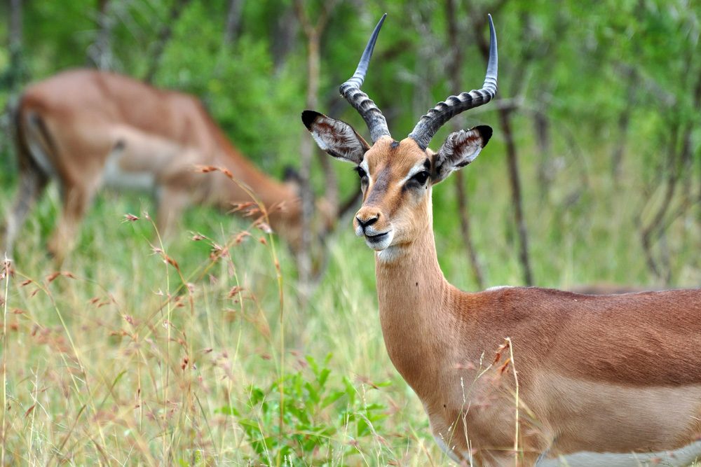 Kapama Game Lodge – Impala Antilopen 1