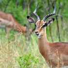 Kapama Game Lodge – Impala Antilopen 1