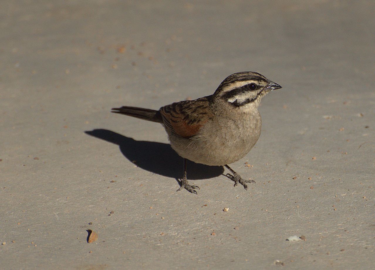 Kapammer (Emberiza capensis)