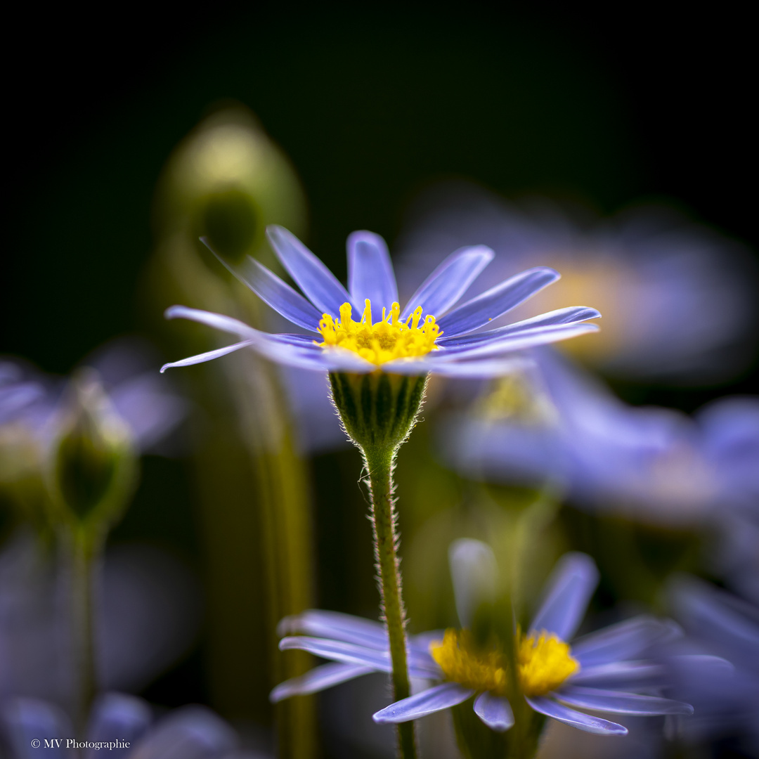 Kapaster blaue Margerite