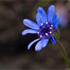 Kapastern oder Kapaster (Felicia heterophylla)