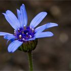 Kapastern oder Kapaster (Felicia heterophylla).