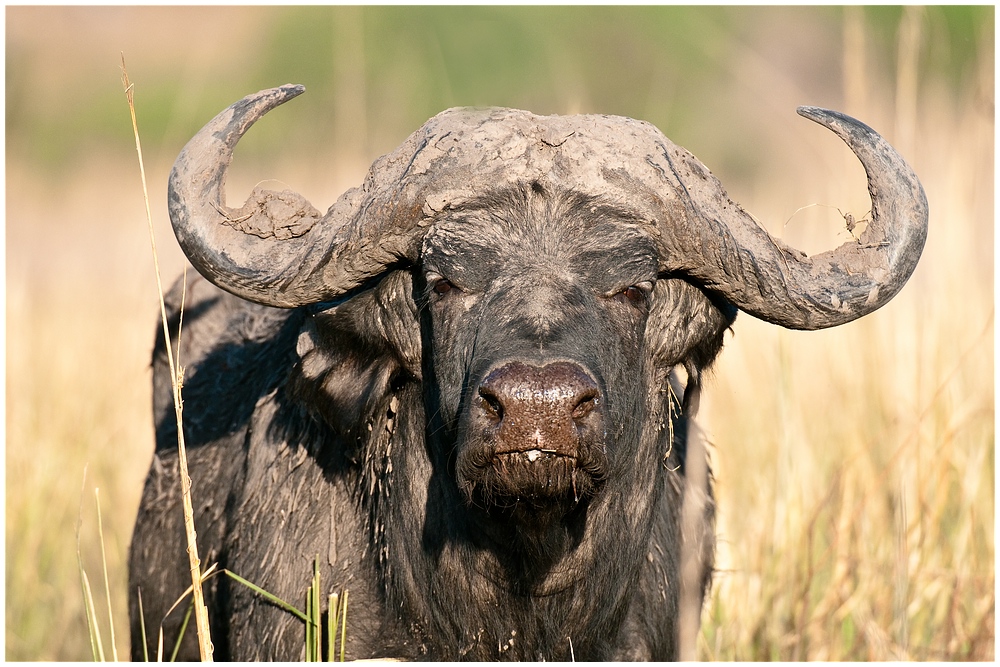 Kapbüffel im Chobe Nationalpark