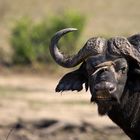 Kapbüffelbulle mit Rotschnabelmadenhacker zur Gesichtspflege