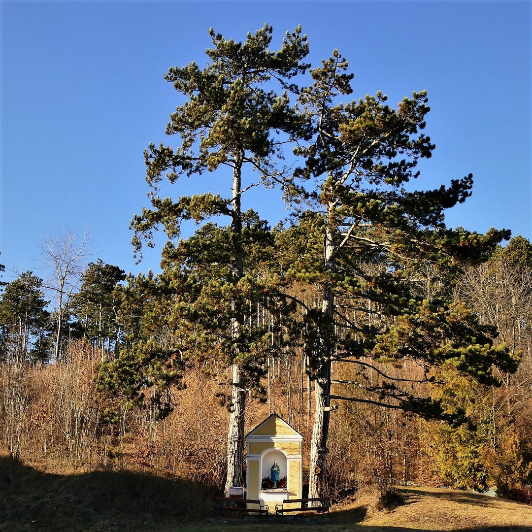 Kapelle beschützt von zwei mächtigen Föhren
