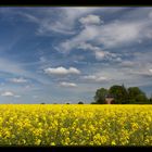 Kapelle im Raps