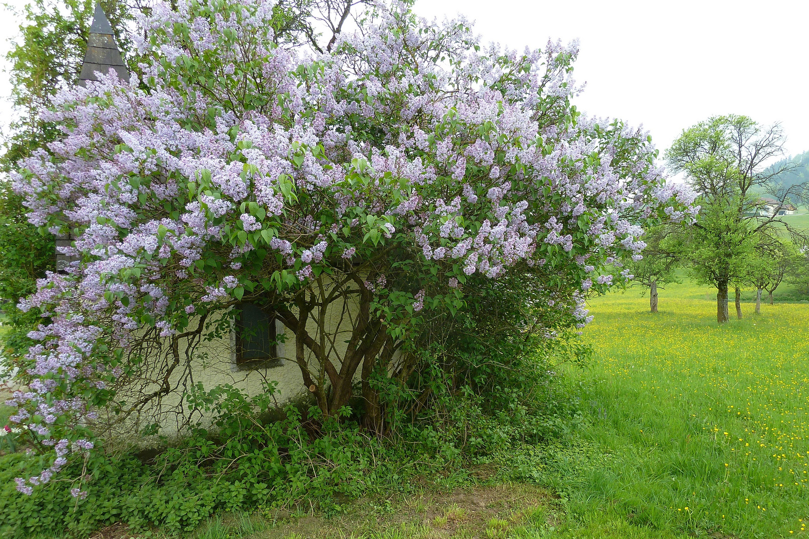 Kapelle - versteckt hinter Fliederbusch