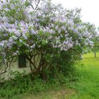 Kapelle - versteckt hinter Fliederbusch