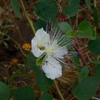 Kapern Blüte