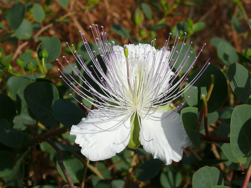 Kapern-Blüte