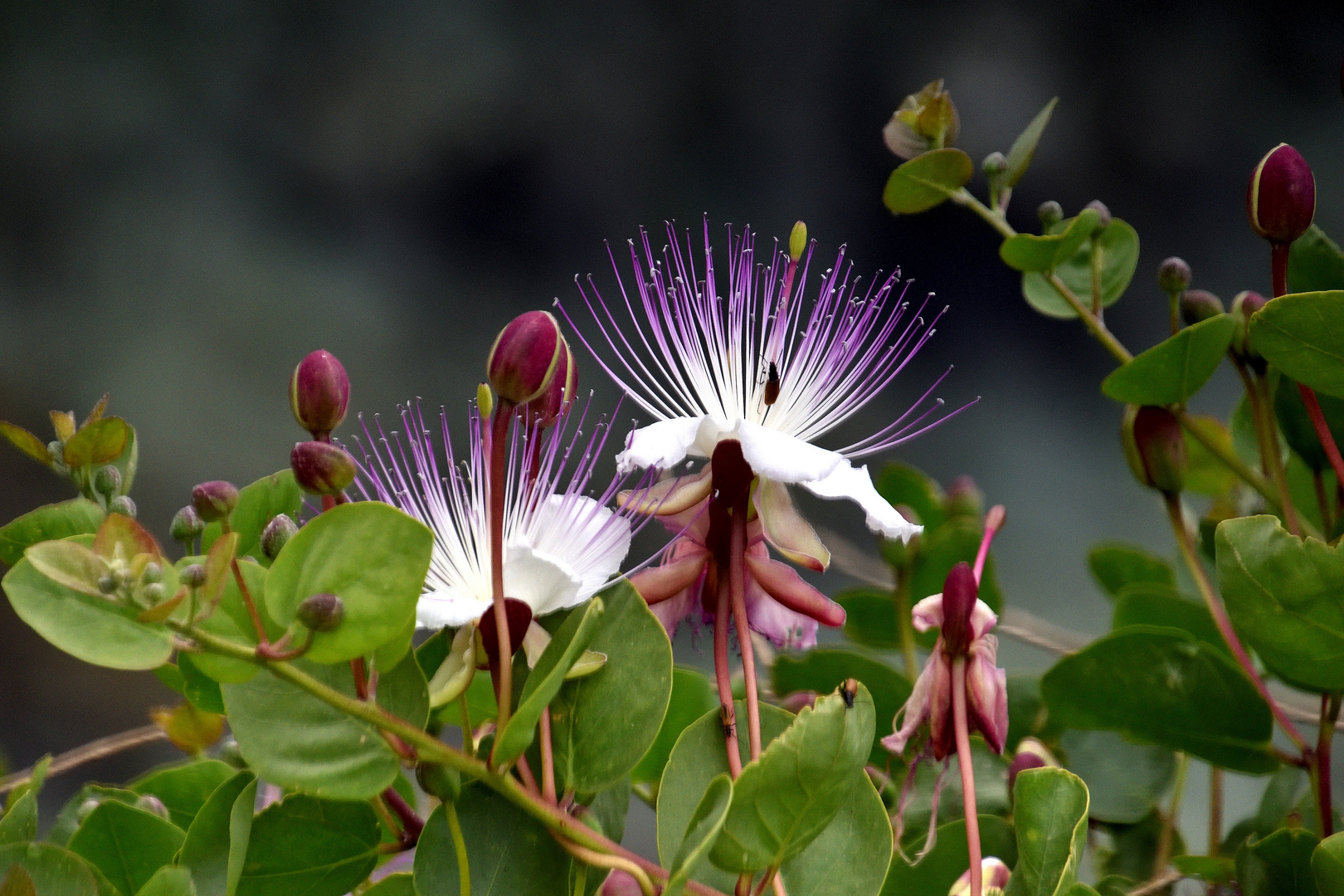 Kapern-Blüte