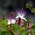 Kapern-Blüte