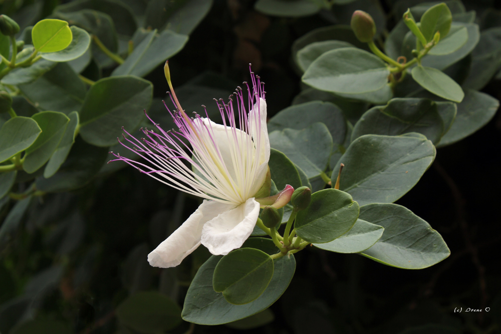 Kapern Blüte