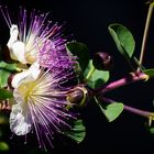 Kapern-Blüten