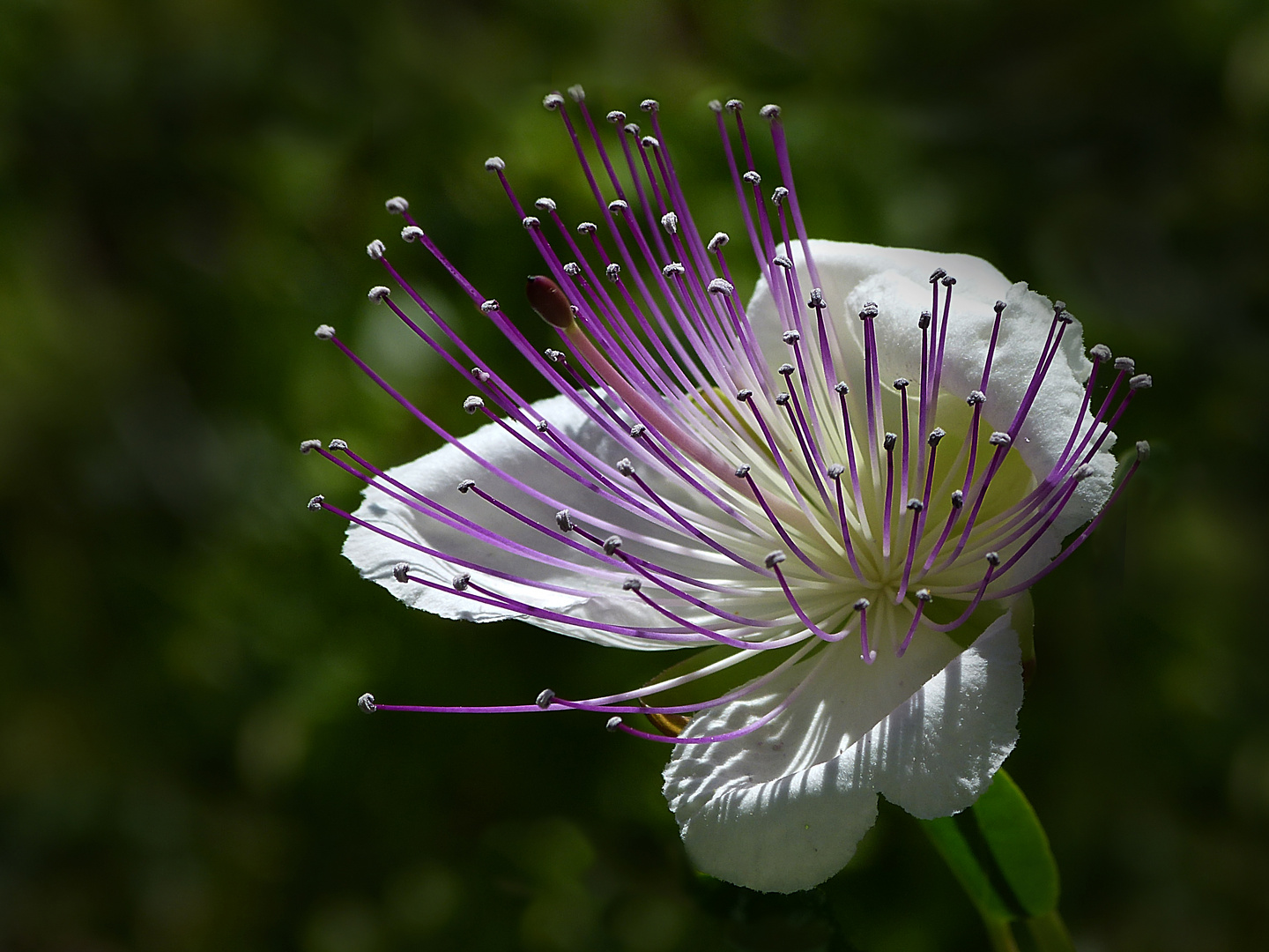 Kapernblüte