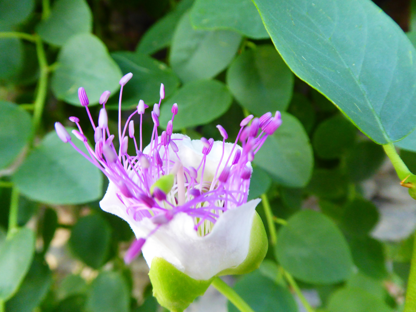 Kapernblüte