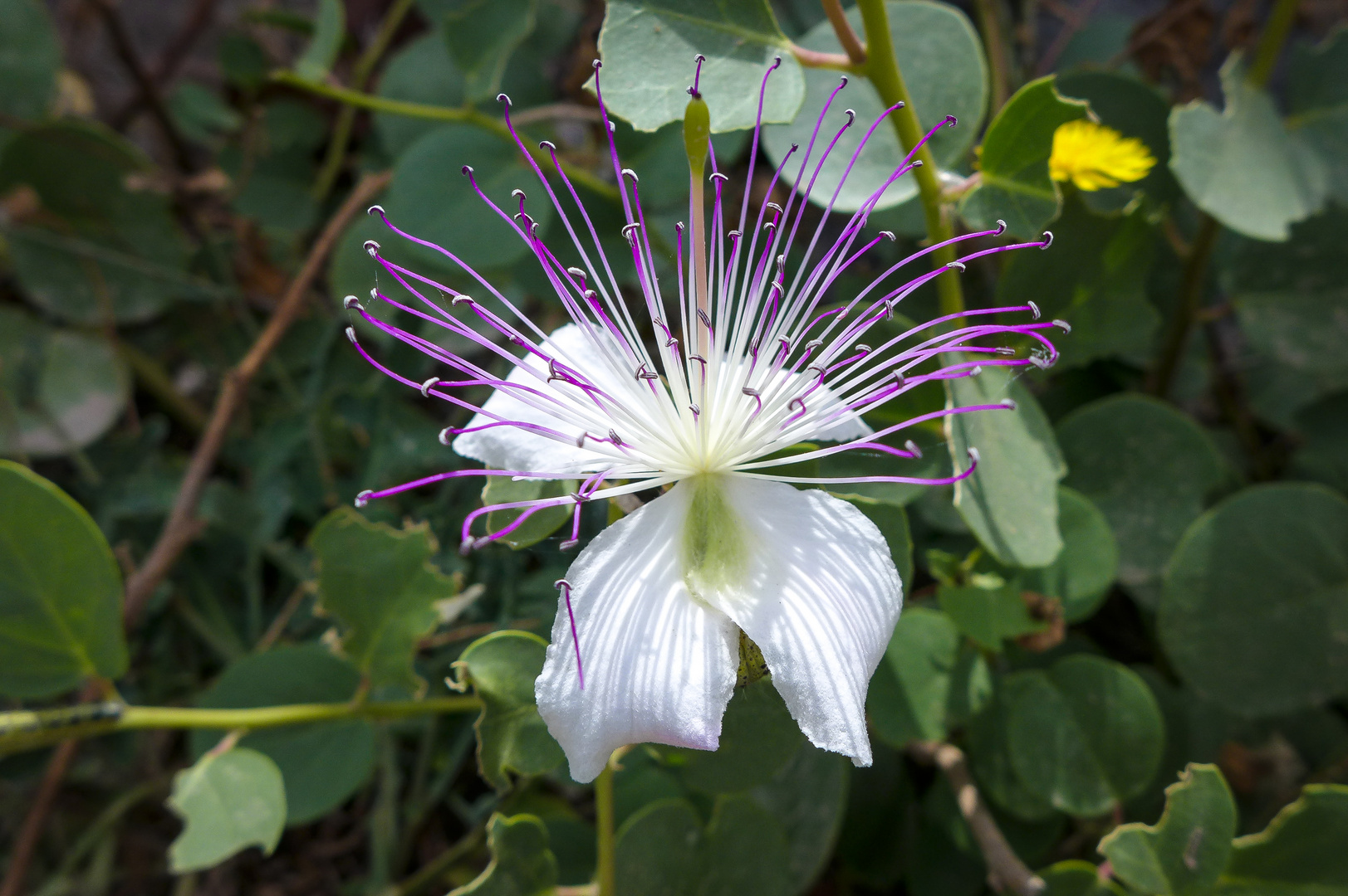 Kapernblüte