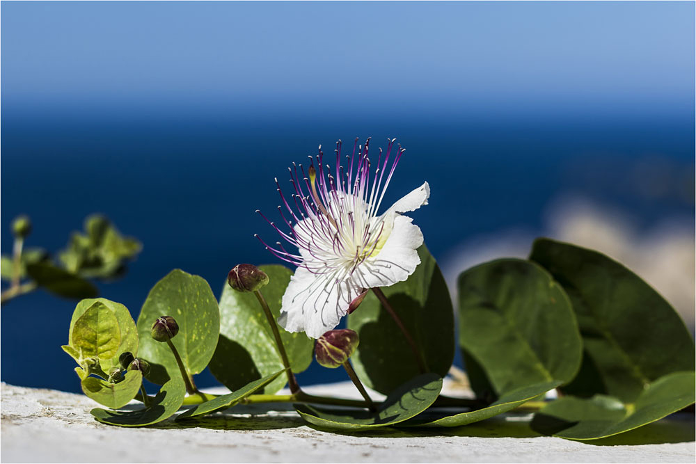 Kapernblüte