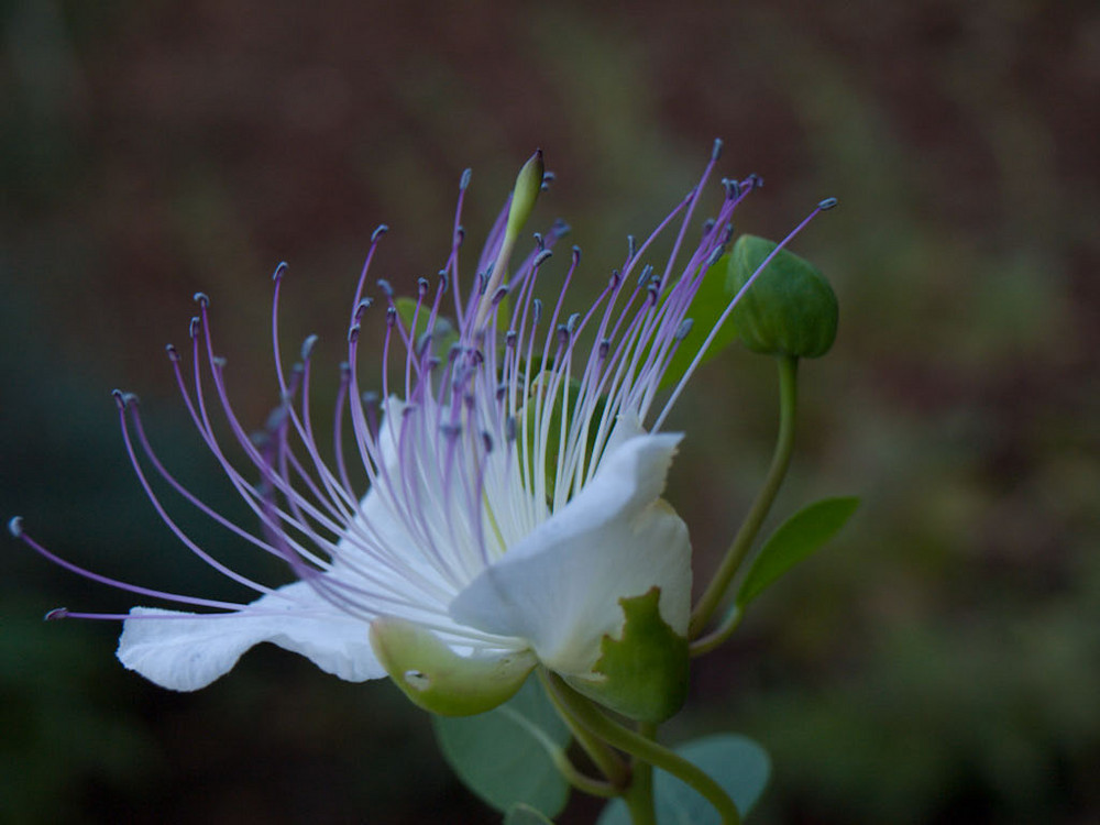 Kapernblüte