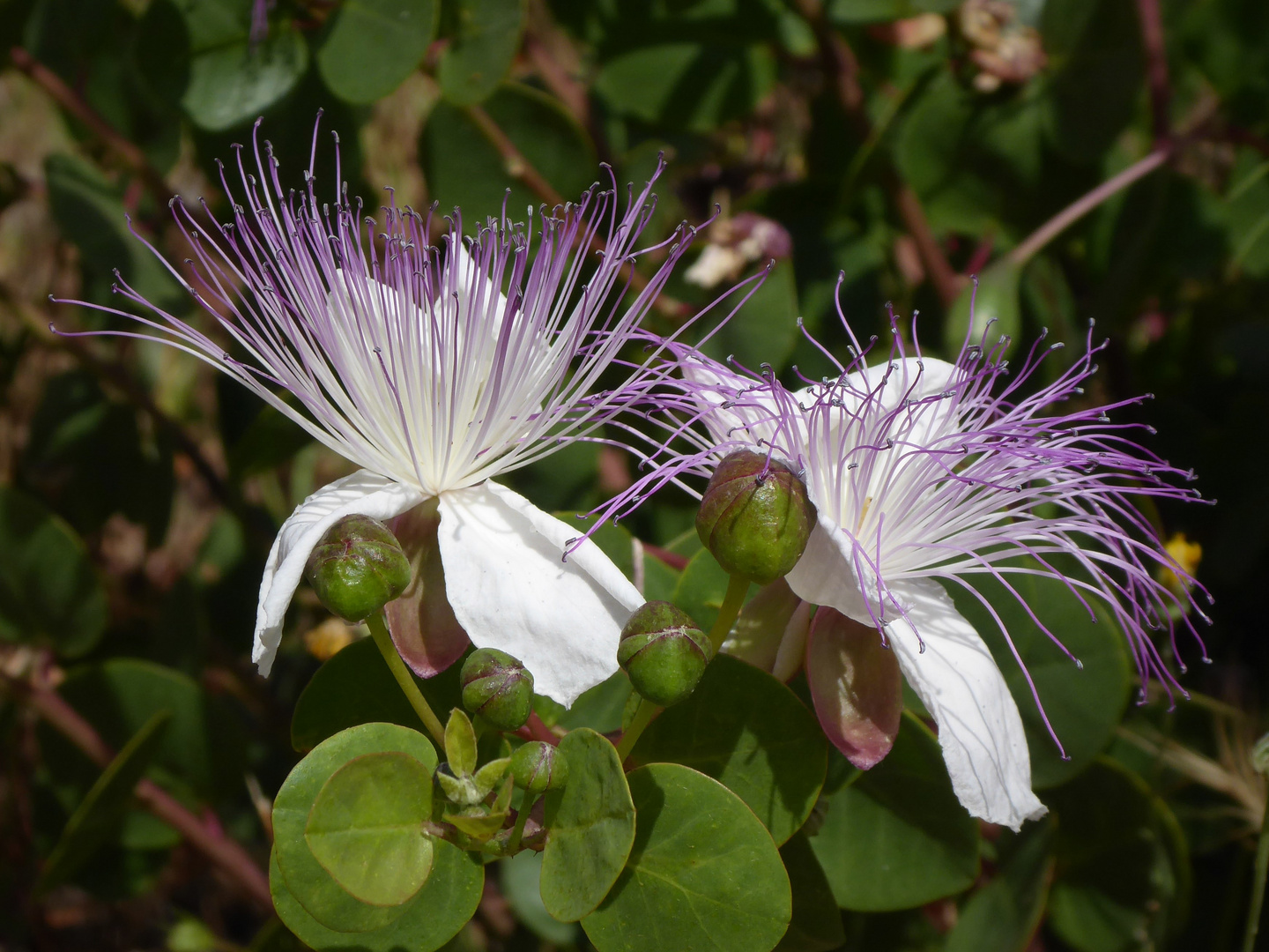 Kapernblüte