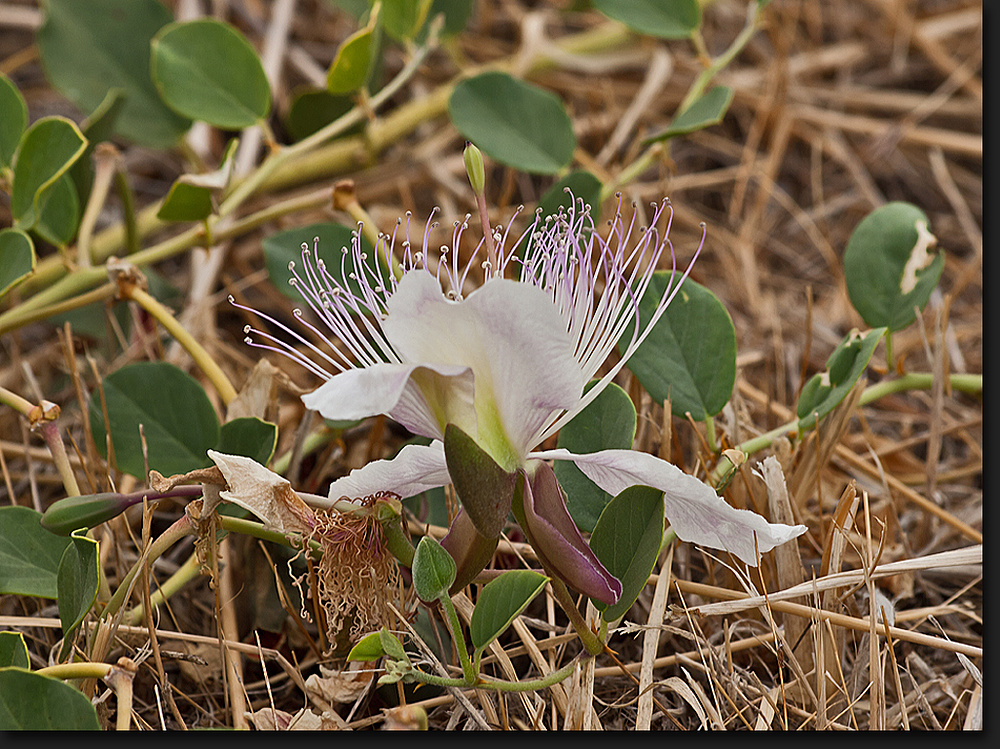 Kapernblüte