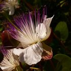 Kapernblüte auf Kreta