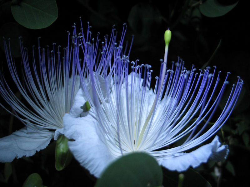 Kapernblüte (Capparaceae)