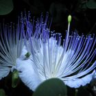 Kapernblüte (Capparaceae)