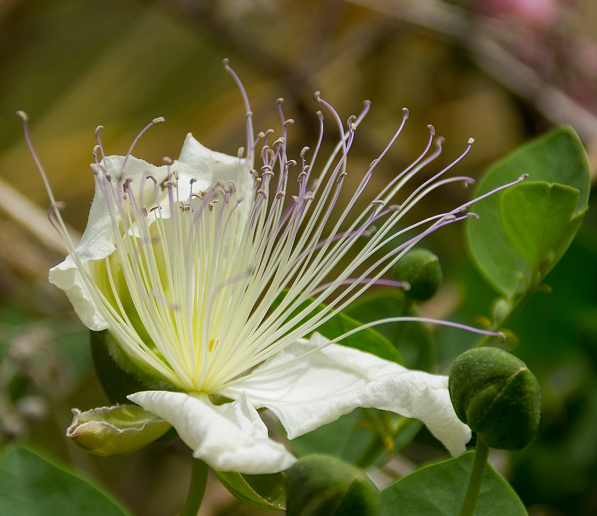 Kapernblüte