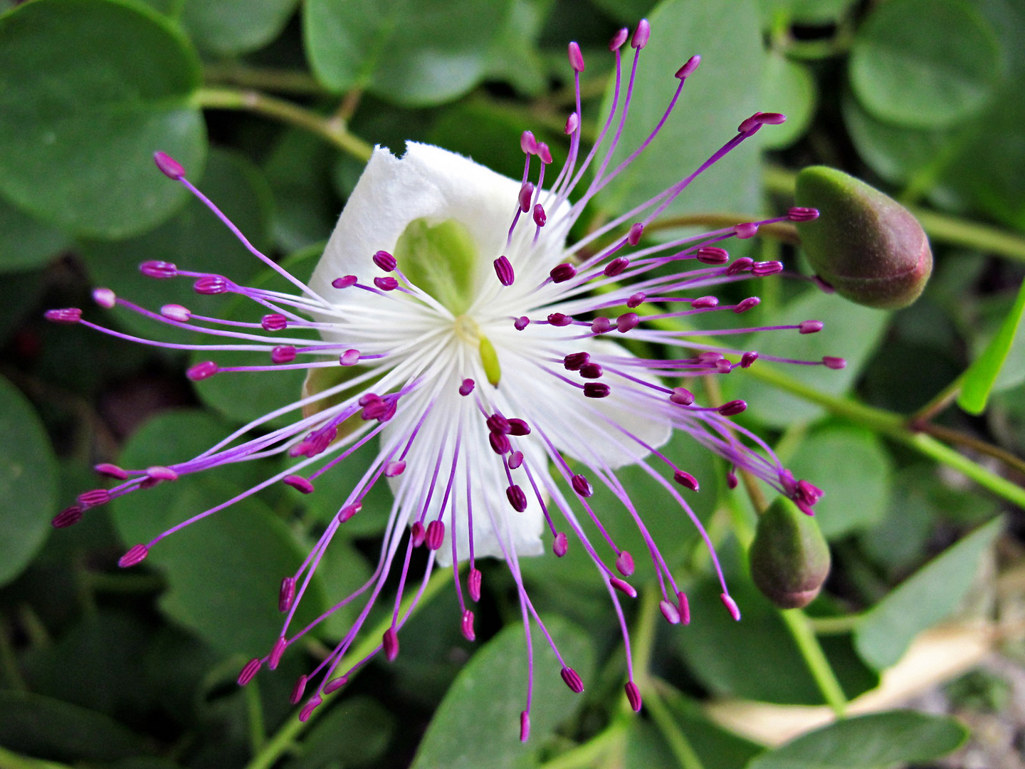 Kapernblüte / fior di cappero