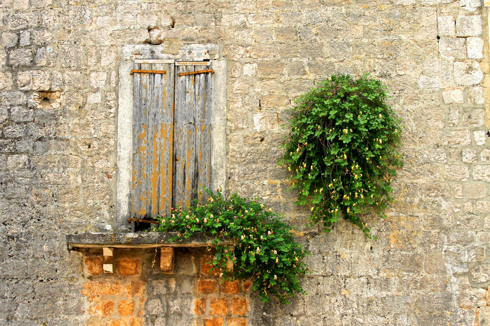 Kapernblüte in Starigrad