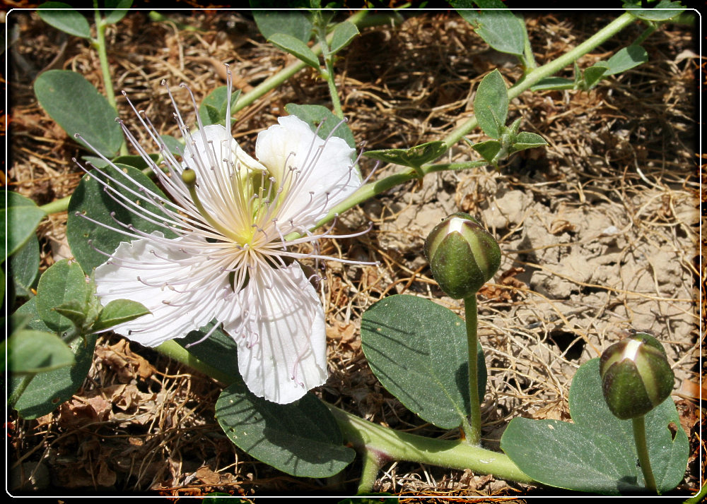 Kapernblüten auf Kreta