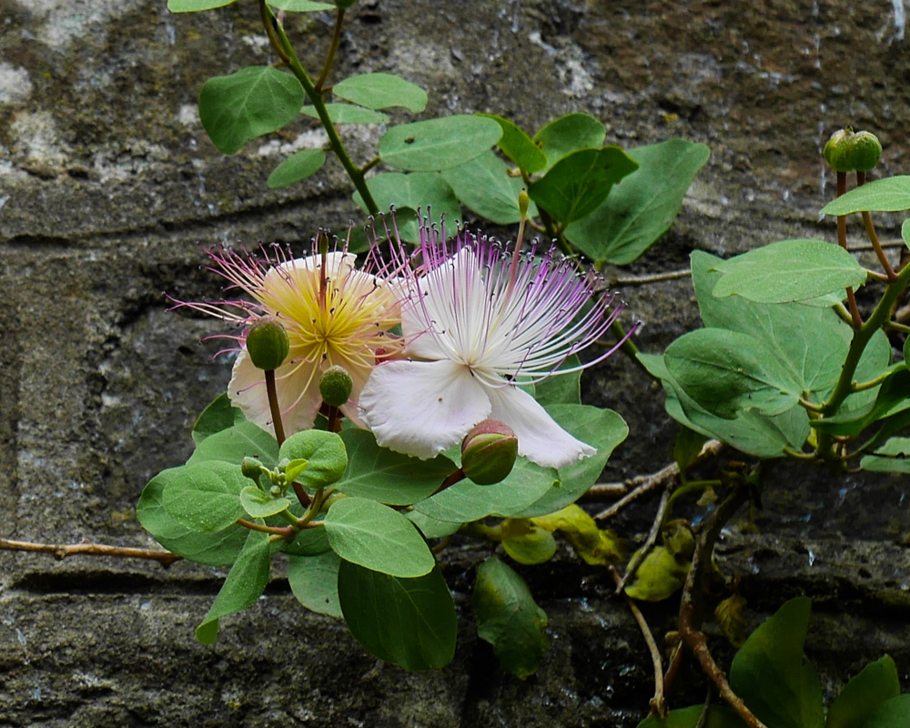 Kapernblüten 