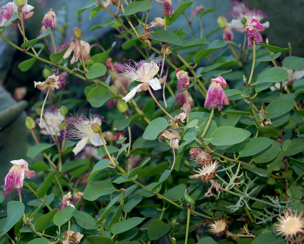 Kapernblüten