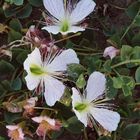 Kapernblüten im Olivenhain