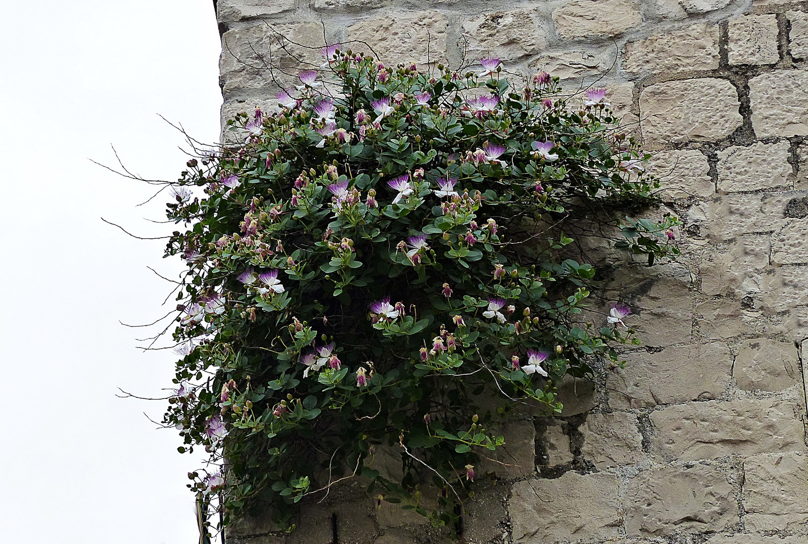 Kapernblüten wachsen an der Hauswand