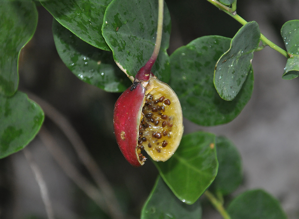 Kapernfrucht