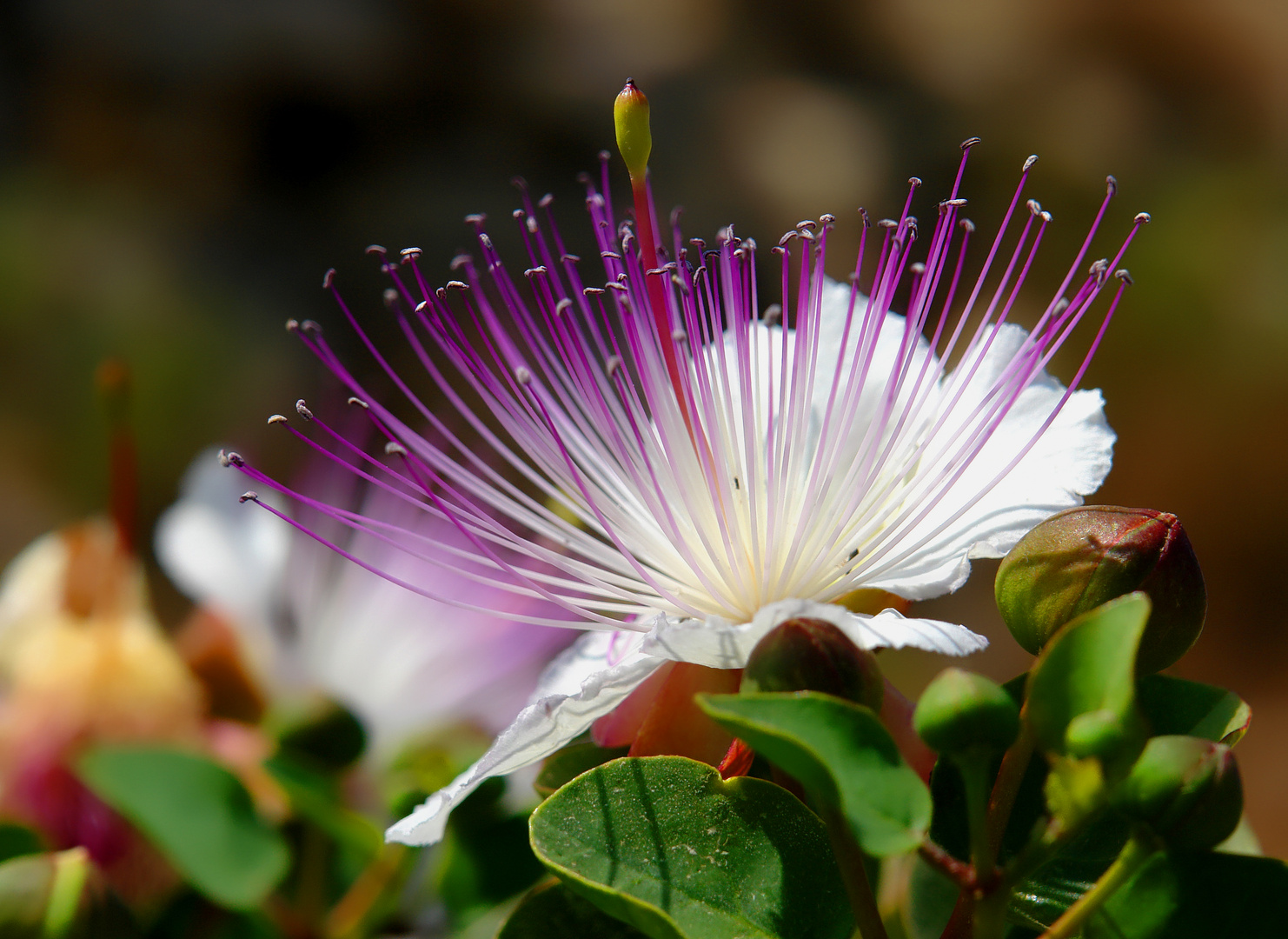 Kapernstrauch auf Malta (Macro)