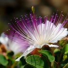 Kapernstrauch auf Malta (Macro)