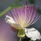 Kapernstrauchblüte (Capparis spinosa L.)