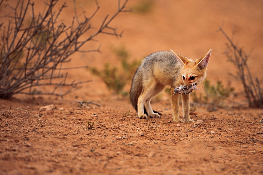 Kapfuchs (Cape fox) mit Beute