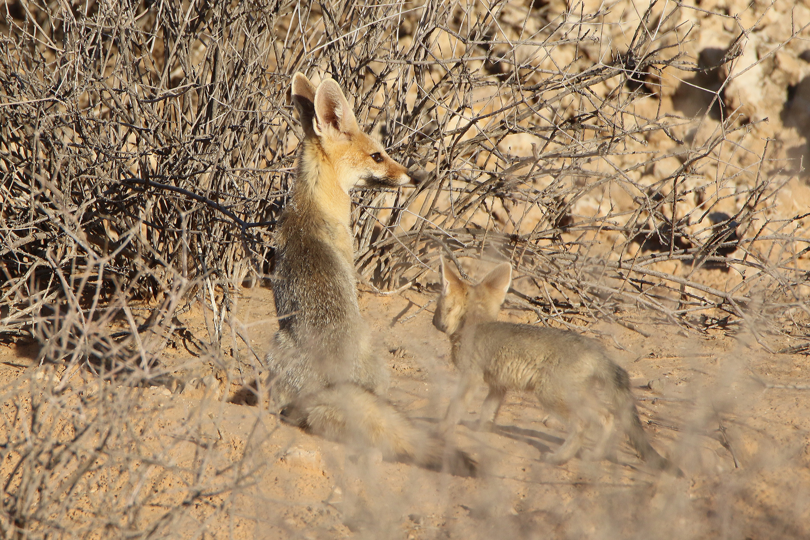 Kapfuchs mit Jungem